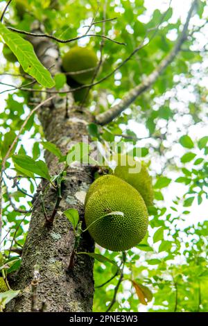 Vom Baum hängende Früchte, frisch reif und bereit für die Ernte Stockfoto