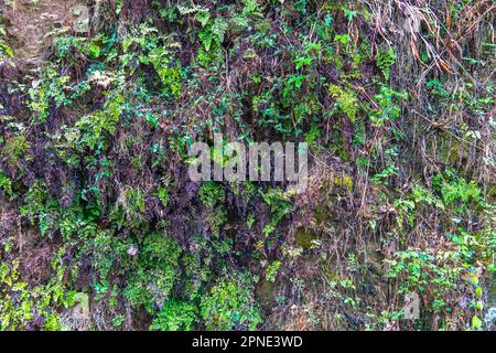 Pflanzen, die an einer Bergmauer wachsen. Auf der Felswand sind braune getrocknete Pflanzen und grüne Blätter. Stockfoto