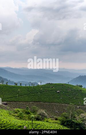 Erleben Sie die atemberaubende Schönheit der Teeplantage, eingebettet in ein Bergtal, wo üppige Vegetation und sanfte Hügel eine ruhige und schöne Atmosphäre schaffen Stockfoto