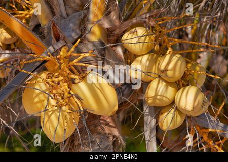 Kokosnüsse auf einer Palme am Mahahual Beach, Quintana Roo, Mexiko. Stockfoto