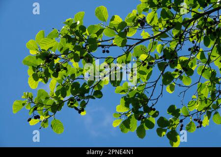 Erle, Alnus glutinosa, Schwarzer Erle Stockfoto