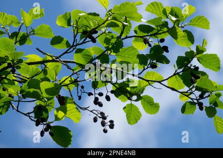 Erle, Alnus glutinosa, Schwarzer Erle Stockfoto