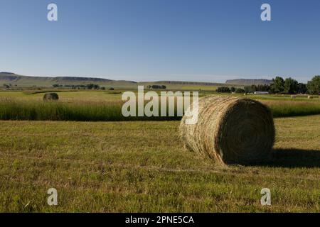 Runde Heuballen in kürzlich geschnittenen, bewässerten Alfalfa-Feldern in der Nähe von Simms, MT. Stockfoto