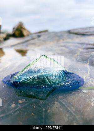 Nahaufnahme eines Seemanns, der am kalifornischen Strand angespült wurde Stockfoto