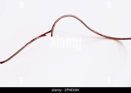 Gebrochener Draht auf weißem Hintergrund. Beschädigtes Stromkabel. Ratten oder Haustiere haben an Elektrokabeln gekaut. Stockfoto
