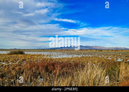 Im südlichen Sulphur Springs Valley bei McNeal, Arizona, USA, gibt es Tausende von Sandhill-Kranichen (Grus canadensis) in Whitewater Draw Stockfoto