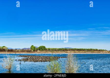 Wandernde Enten und Gänse in einem See im Cibola Wildlife Refuge, in der Überschwemmungsebene des Colorado River in Arizona, an der Grenze zu Kalifornien Stockfoto