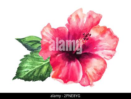 Große, leuchtend rote exotische Hibiskusblume oder Chinesische Rose, handgezeichnete Aquarellzeichnung, isoliert auf weißem Hintergrund Stockfoto