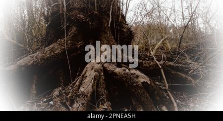 Ein markantes Schwarz-Weiß-Bild eines knorrigen alten Baumes, umgeben von üppigen Wäldern Stockfoto