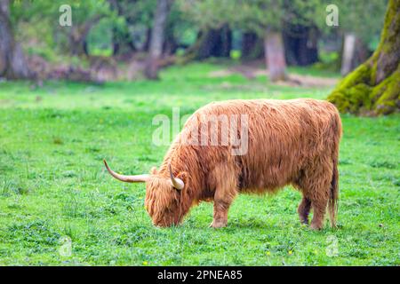Schottisches Highland-Vieh auf einer Farm. Stockfoto