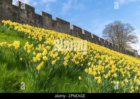 Landschaft der Stadtmauern rund um York mit vielen Narzissen aus der Frühlingszeit in einem malerischen Reisebild Stockfoto