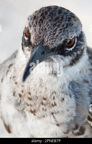 Galapagos-Spottvogel aus nächster Nähe auf weißem Hintergrund, einheimisch auf der Insel Española, Hood-Spottvogel, Mimus macdonaldi Stockfoto