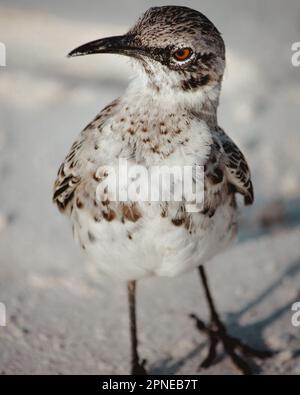 Galapagos-Spottvögel aus nächster Nähe in weißem Sand, seitlich in die Kamera schauen, lustige Spottvögel laufen, endemisch zur Insel Española, Hood Spottvögel Stockfoto