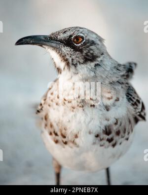 Galapagos-Spottvogel aus nächster Nähe in weißem Sand, fotogene Pose für Kamerawind in Federn, Mimus Macdonaldi, Española Insel Stockfoto