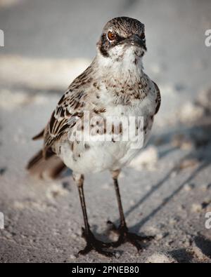 Galapagos-Spottvogel aus der Nähe in weißem Sand, lustig vor der Kamera, Mimus macdonaldi, endemisch auf der Insel Española Stockfoto