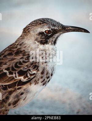 Galapagos Hood Mocking Bird Nahaufnahme Oberkörper in weißem Sand von der Seite, endemisch zur Insel Española, Mimus macdonaldi Stockfoto