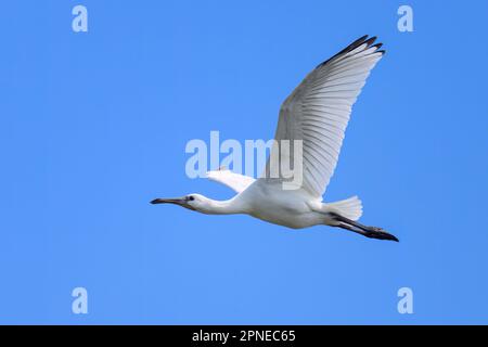 Ein fliegender Löffel an einem sonnigen Tag im Sommer, blauer Himmel, Nordfrankreich Stockfoto