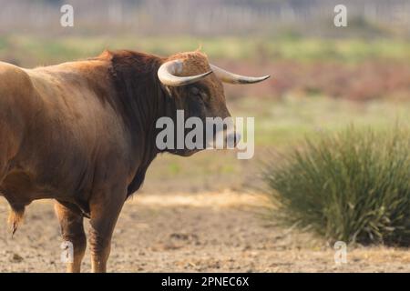 Ein brauner Stier auf einer Weide, sonniger Tag im Frühling, Camargue (Provence, Frankreich) Stockfoto