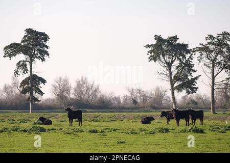 Eine Gruppe schwarzer Stiere, die auf einer Weide stehen, neblig im Frühling, Camargue (Provence, Frankreich) Stockfoto