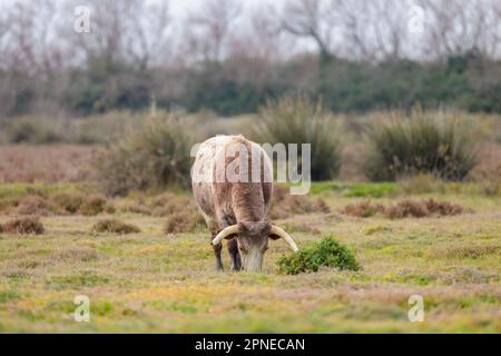 Ein Stier auf einer Weide, sonniger Tag im Frühling, Camargue (Provence, Frankreich) Stockfoto