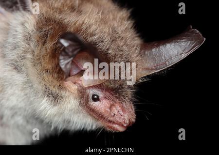 Bechsteins Fledermaus (Myotis bechsteinii) im natürlichen Lebensraum Stockfoto