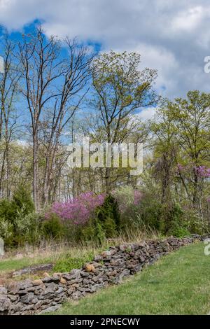 Ein schöner Frühlingsspaziergang am Nachmittag auf dem Schlachtfeld in Gettysburg, Pennsylvania, USA, Gettysburg, Pennsylvania Stockfoto