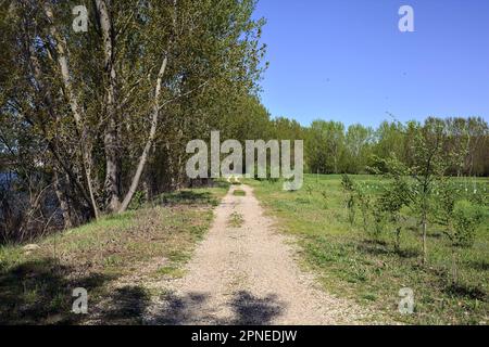 Unbefestigter Pfad neben einer Wiese, umgeben von Bäumen in einem Wald an einem sonnigen Tag in der italienischen Landschaft Stockfoto