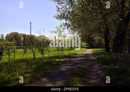 Unbefestigter Pfad neben einer Wiese, umgeben von Bäumen in einem Wald an einem sonnigen Tag in der italienischen Landschaft Stockfoto