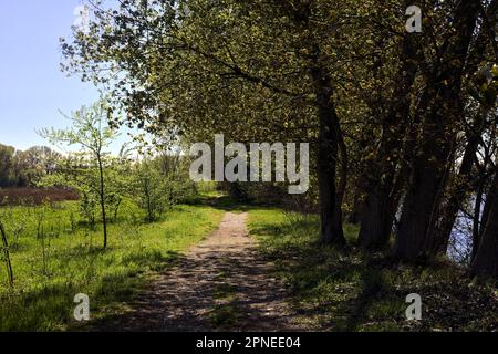 Unbefestigter Pfad neben einer Wiese, umgeben von Bäumen in einem Wald an einem sonnigen Tag in der italienischen Landschaft Stockfoto