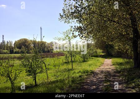 Unbefestigter Pfad neben einer Wiese, umgeben von Bäumen in einem Wald an einem sonnigen Tag in der italienischen Landschaft Stockfoto