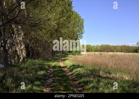 Unbefestigter Pfad neben einer Wiese, umgeben von Bäumen in einem Wald an einem sonnigen Tag in der italienischen Landschaft Stockfoto