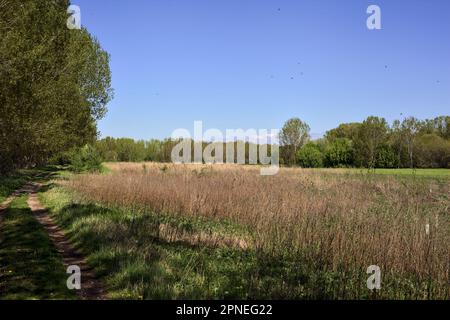 Unbefestigter Pfad neben einer Wiese, umgeben von Bäumen in einem Wald an einem sonnigen Tag in der italienischen Landschaft Stockfoto