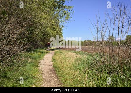 Unbefestigter Pfad neben einer Wiese, umgeben von Bäumen in einem Wald an einem sonnigen Tag in der italienischen Landschaft Stockfoto