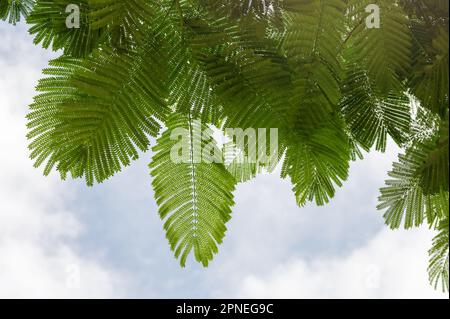 Äste mit grünen tropischen Blättern auf blauem Himmelshintergrund Stockfoto