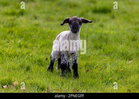 Süßes Baby-Lamm mit weißem Wollmantel, schwarzem Gesicht und Beinen auf grünem Weidefeld. Jungtier auf Ackerland in der Grafschaft Kildare, Irland Stockfoto