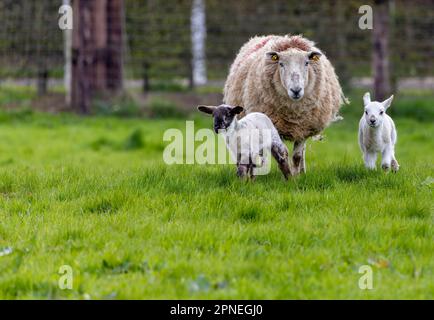 Mutterschafe mit Zwillingslämmern auf dem Feld. Junge Nutztiere, die im Frühling mit der Mutter geboren wurden. County Kildare, Irland Stockfoto