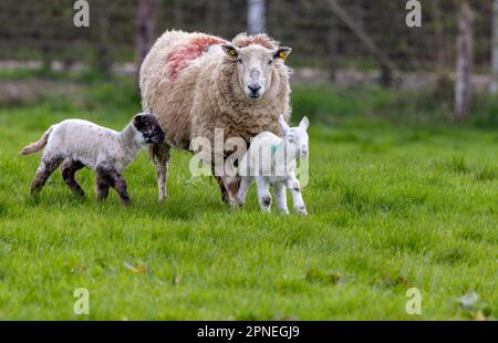Mutterschaf mit Zwillingslämmern, die auf dem Feld laufen. Jungschafe mit Mutter im Frühling, isoliert gegen grünes Gras. Irland Stockfoto