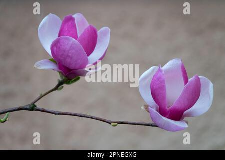 Magnolia x soulangeana Lennei, Blüten Magnolia 'Lennei' Stockfoto