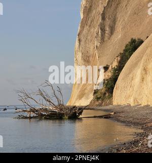 Der Baum fiel in Moens Klint, Dänemark. Stockfoto