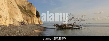 Baum von Moens Klint, Kalksteinfelsen in Dänemark. Stockfoto