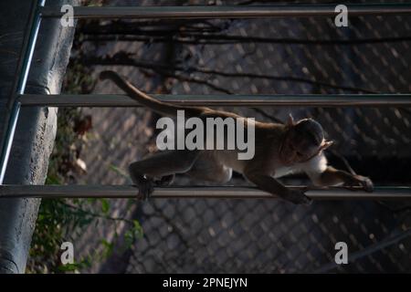 Affe im Bannerghatta Nationalpark Bangalore spielt im Zoo. Forest Wildlife Sanctuaries in Karnataka India Stockfoto