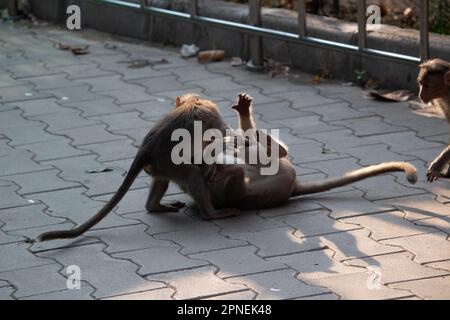 Affe im Bannerghatta Nationalpark Bangalore spielt im Zoo. Forest Wildlife Sanctuaries in Karnataka India Stockfoto