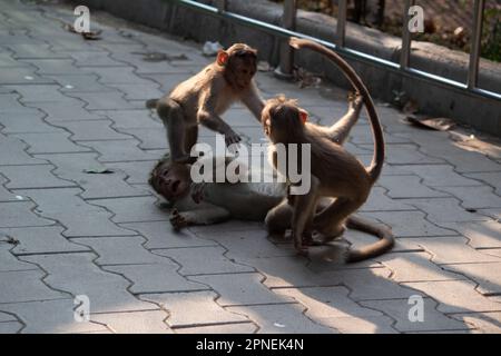 Affe im Bannerghatta Nationalpark Bangalore spielt im Zoo. Forest Wildlife Sanctuaries in Karnataka India Stockfoto