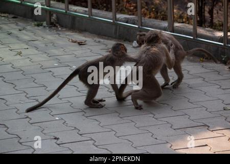 Affe im Bannerghatta Nationalpark Bangalore spielt im Zoo. Forest Wildlife Sanctuaries in Karnataka India Stockfoto