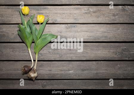 Zwei gelbe Tulpen liegen auf einem Hintergrund aus verwitterten Holzlatten. Die Tulpenknollen sind noch auf den Tulpen. Stockfoto