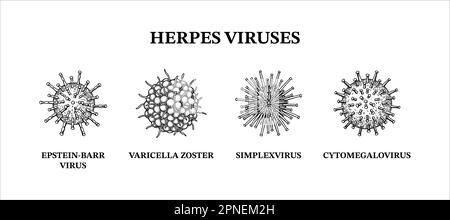 Herpesviren. Von Hand gezogener Satz Mikroorganismen. Wissenschaftliche Vektordarstellung im Skizzenstil. Stock Vektor