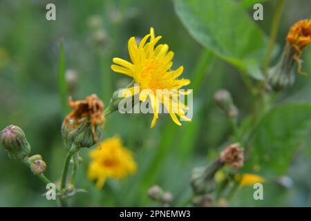 In der Natur wachsen unter den Pflanzen Gelbfelddistel (Sonchus arvensis). Stockfoto