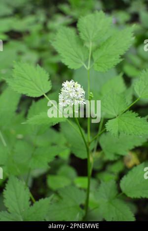 Mehrjährige, seltene, giftige Pflanze Actaea spicata wächst in der Wildnis in den Wäldern Stockfoto