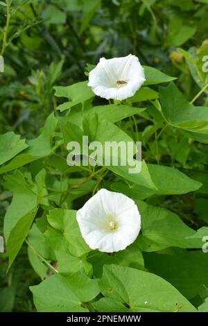 Die Pflanze, die Calystegia sepium bindet, wächst in freier Wildbahn Stockfoto