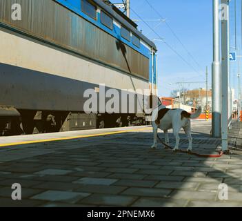 Am Bahnhof wartet ein Hund auf seinen Besitzer. Das Konzept der Loyalität, des Verlassens und der Hundefreundschaft. Ein Hund beobachtet eine bewegliche Lokomotive. Stockfoto